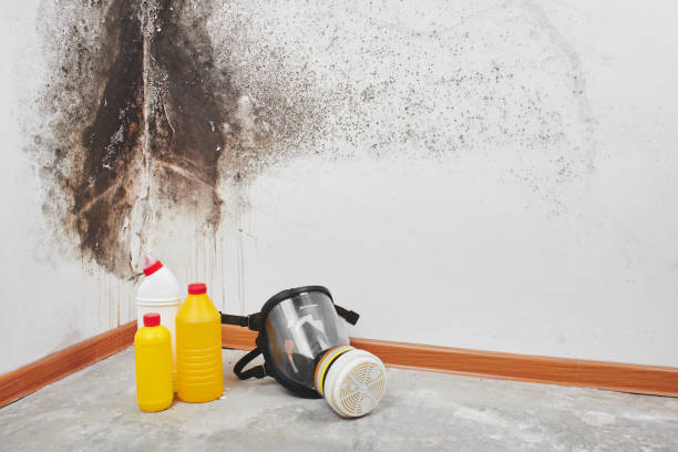Best Mold Removal Company Near Me  in Orange Blossom, CA