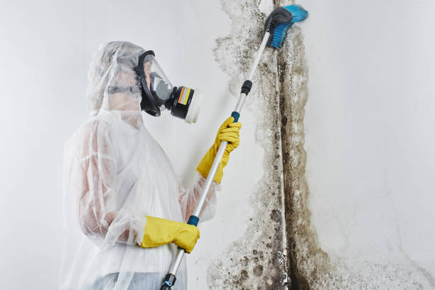 Best Mold Removal and Inspection  in Orange Blossom, CA