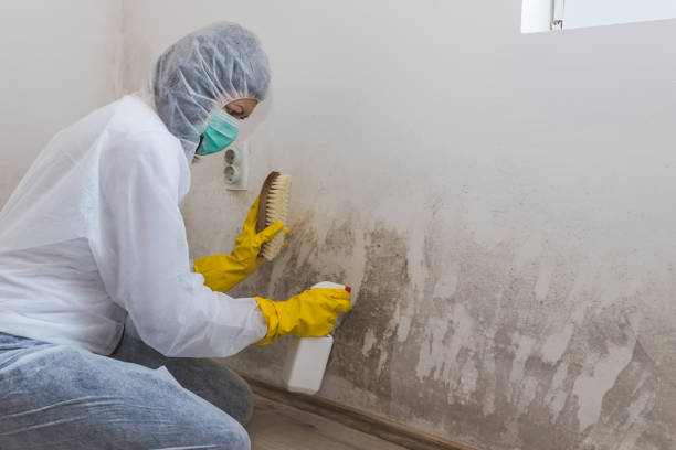 Best Home Mold Removal  in Orange Blossom, CA