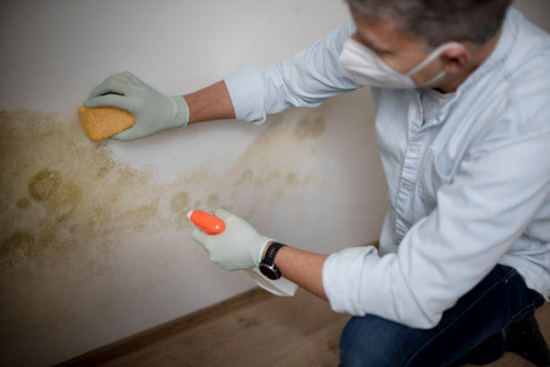 Mold Removal and Inspection in Orange Blossom, CA