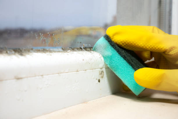 Best Best Mold Removal Companies  in Orange Blossom, CA