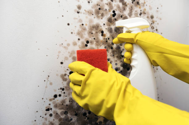 Best Fast Mold Removal  in Orange Blossom, CA
