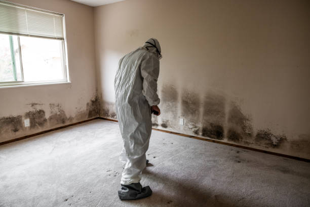 Best Residential Mold Removal  in Orange Blossom, CA