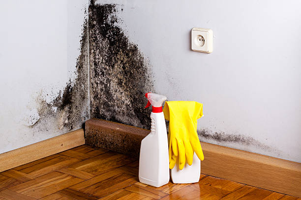 Professional Mold Removal in Orange Blossom, CA