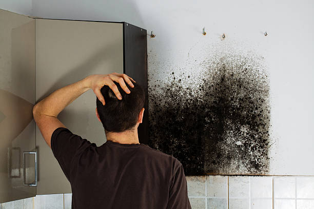 Best Certified Mold Removal  in Orange Blossom, CA