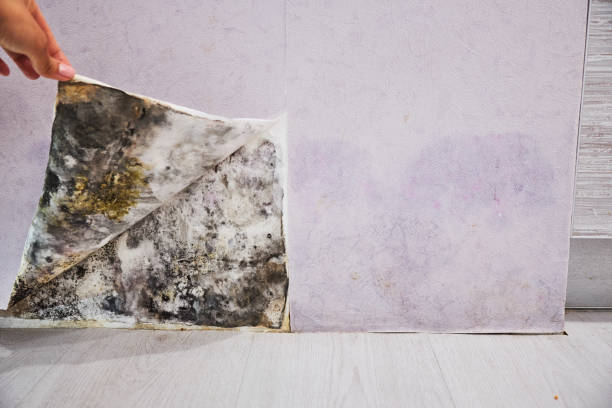 Home Mold Removal in Orange Blossom, CA
